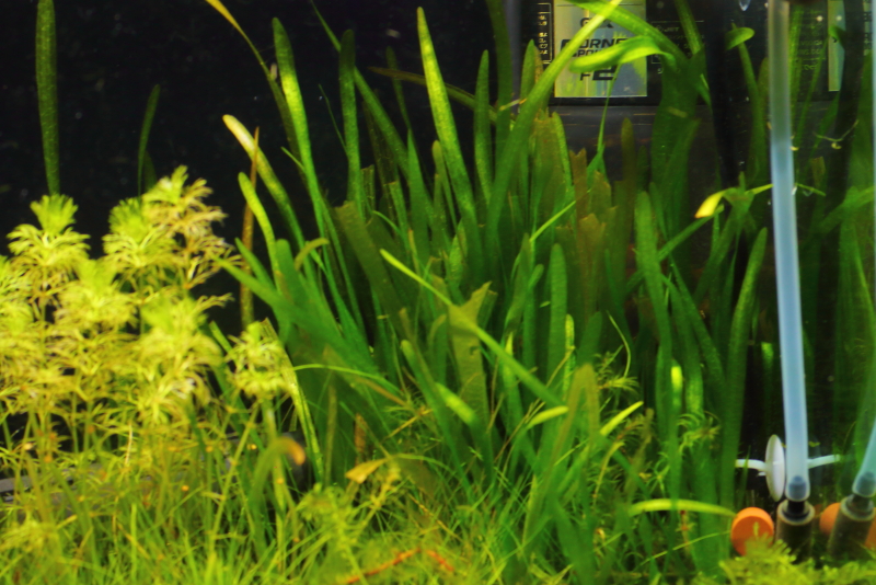植栽から92日目（トリミングから33日目）　バリスネリア　スピラリス